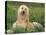 Afghan Hound Lying in Grass-Adriano Bacchella-Stretched Canvas