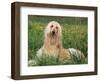 Afghan Hound Lying in Grass-Adriano Bacchella-Framed Premium Photographic Print