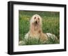 Afghan Hound Lying in Grass-Adriano Bacchella-Framed Premium Photographic Print