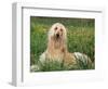 Afghan Hound Lying in Grass-Adriano Bacchella-Framed Premium Photographic Print