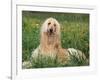 Afghan Hound Lying in Grass-Adriano Bacchella-Framed Photographic Print