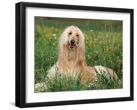 Afghan Hound Lying in Grass-Adriano Bacchella-Framed Photographic Print