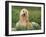 Afghan Hound Lying in Grass-Adriano Bacchella-Framed Photographic Print