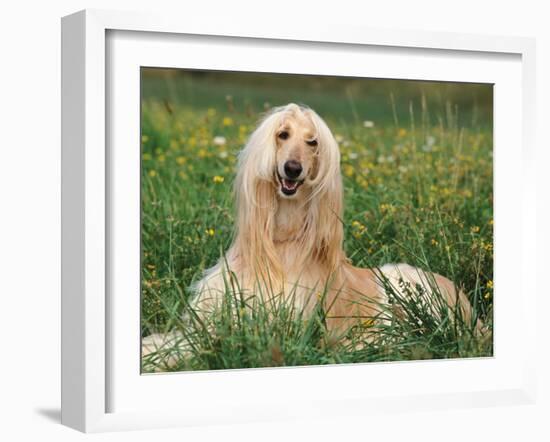 Afghan Hound Lying in Grass-Adriano Bacchella-Framed Photographic Print