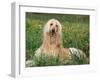 Afghan Hound Lying in Grass-Adriano Bacchella-Framed Photographic Print