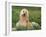 Afghan Hound Lying in Grass-Adriano Bacchella-Framed Photographic Print