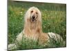 Afghan Hound Lying in Grass-Adriano Bacchella-Mounted Photographic Print