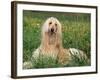 Afghan Hound Lying in Grass-Adriano Bacchella-Framed Photographic Print