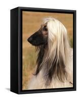 Afghan Hound Profile-Adriano Bacchella-Framed Stretched Canvas