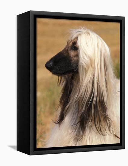 Afghan Hound Profile-Adriano Bacchella-Framed Stretched Canvas