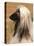 Afghan Hound Profile-Adriano Bacchella-Stretched Canvas