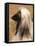 Afghan Hound Profile-Adriano Bacchella-Framed Stretched Canvas