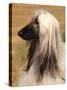 Afghan Hound Profile-Adriano Bacchella-Stretched Canvas