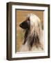 Afghan Hound Profile-Adriano Bacchella-Framed Premium Photographic Print