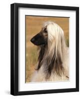 Afghan Hound Profile-Adriano Bacchella-Framed Premium Photographic Print