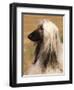 Afghan Hound Profile-Adriano Bacchella-Framed Premium Photographic Print