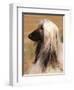 Afghan Hound Profile-Adriano Bacchella-Framed Premium Photographic Print