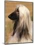 Afghan Hound Profile-Adriano Bacchella-Mounted Premium Photographic Print