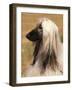 Afghan Hound Profile-Adriano Bacchella-Framed Photographic Print