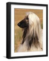 Afghan Hound Profile-Adriano Bacchella-Framed Photographic Print