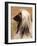 Afghan Hound Profile-Adriano Bacchella-Framed Photographic Print