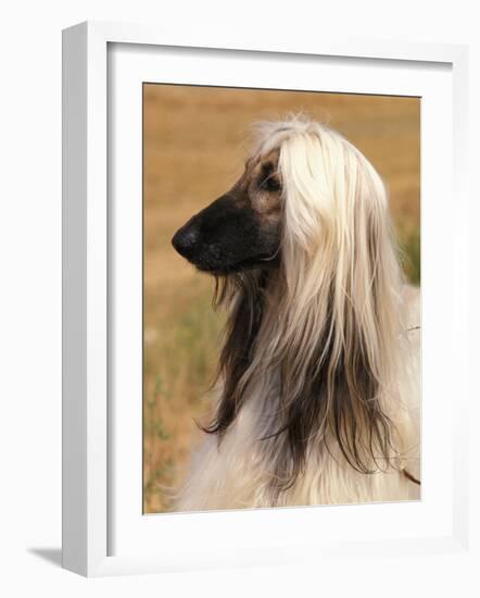 Afghan Hound Profile-Adriano Bacchella-Framed Photographic Print