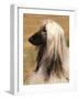 Afghan Hound Profile-Adriano Bacchella-Framed Photographic Print