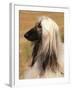 Afghan Hound Profile-Adriano Bacchella-Framed Photographic Print