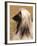 Afghan Hound Profile-Adriano Bacchella-Framed Photographic Print