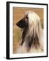 Afghan Hound Profile-Adriano Bacchella-Framed Photographic Print