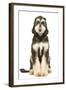 Afghan Hound-null-Framed Photographic Print