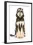 Afghan Hound-null-Framed Photographic Print