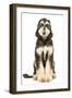 Afghan Hound-null-Framed Photographic Print