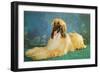 Afghan Hound-null-Framed Art Print