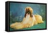 Afghan Hound-null-Framed Stretched Canvas