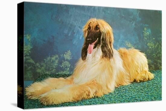 Afghan Hound-null-Stretched Canvas