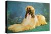 Afghan Hound-null-Stretched Canvas