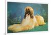 Afghan Hound-null-Framed Art Print