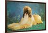 Afghan Hound-null-Framed Art Print