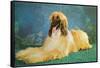 Afghan Hound-null-Framed Stretched Canvas
