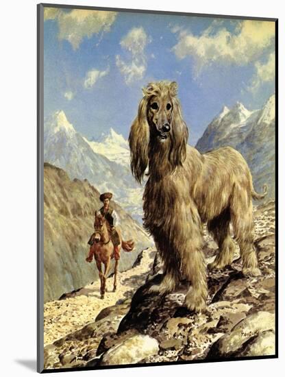 Afghan Hound-Eric Tansley-Mounted Giclee Print