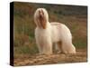 Afghan Hounds Portrait-Adriano Bacchella-Stretched Canvas