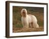 Afghan Hounds Portrait-Adriano Bacchella-Framed Photographic Print