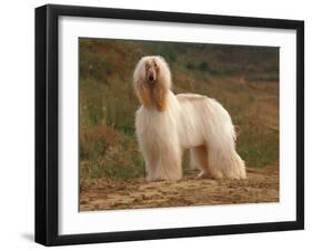 Afghan Hounds Portrait-Adriano Bacchella-Framed Photographic Print