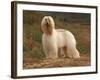 Afghan Hounds Portrait-Adriano Bacchella-Framed Photographic Print