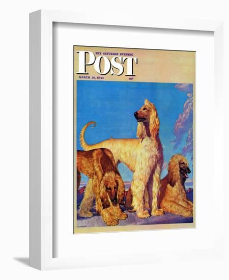 "Afghan Hounds," Saturday Evening Post Cover, March 18, 1944-Rutherford Boyd-Framed Giclee Print