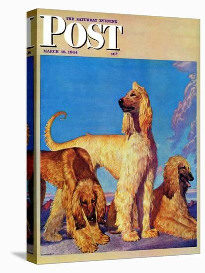 "Afghan Hounds," Saturday Evening Post Cover, March 18, 1944-Rutherford Boyd-Stretched Canvas