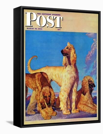 "Afghan Hounds," Saturday Evening Post Cover, March 18, 1944-Rutherford Boyd-Framed Stretched Canvas