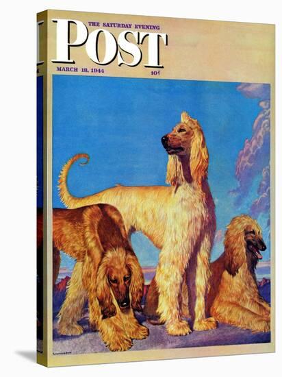 "Afghan Hounds," Saturday Evening Post Cover, March 18, 1944-Rutherford Boyd-Stretched Canvas