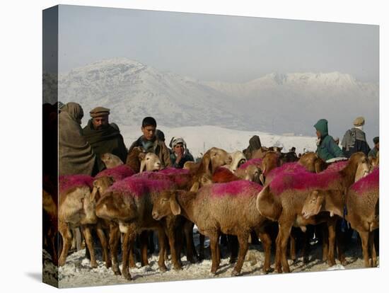 Afghan Men Look at Sheep with Their Backs Painted in Red, Kabul, Afghanistan, December 28, 2006-Rafiq Maqbool-Stretched Canvas